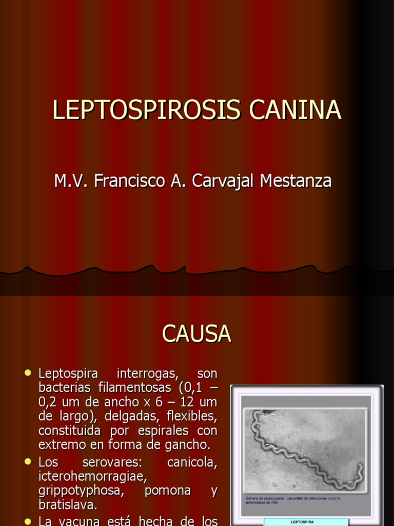 Leptospirosis Canina: Causas y Tratamiento | PDF | Penicilina ...