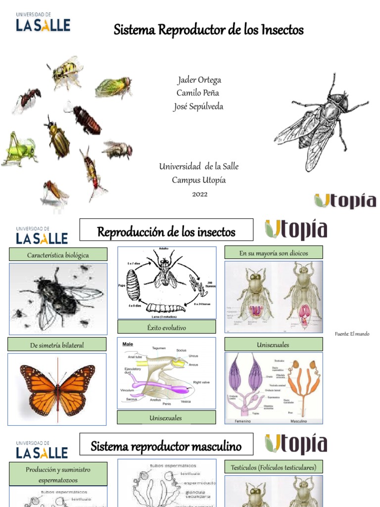Sistema Reproductor de Insectos | PDF | Huevo | Sistema reproductivo