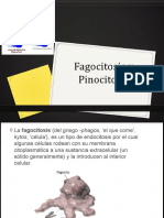 7 Fagocitosis y Pinocitosis