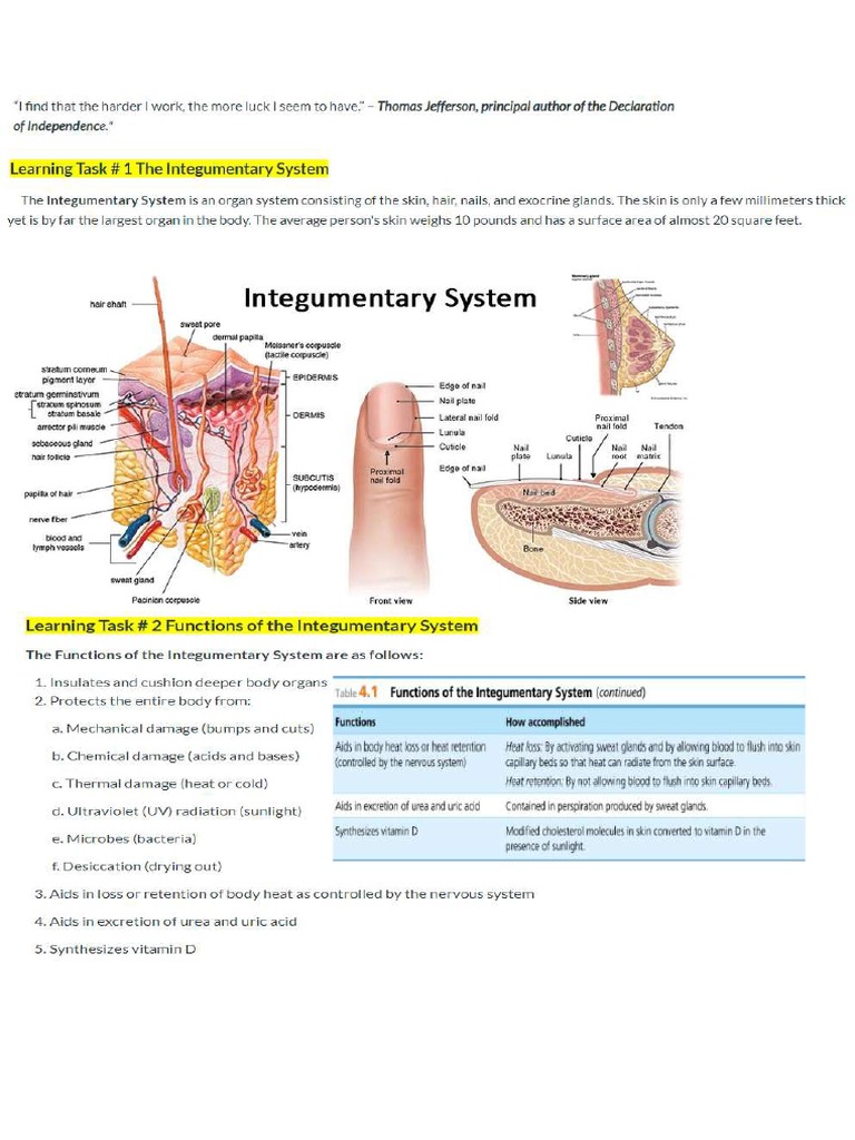 Integumentary System Notes | PDF