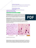 Tejido nervioso: neuronas y neuroglias