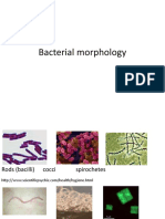 Bacterial Morphology-1