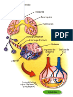 Aire y Los Pulmones