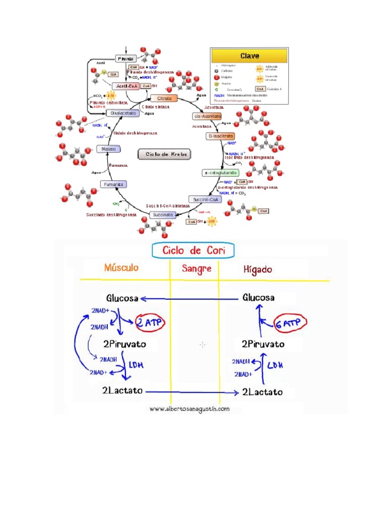 Ciclo de Cori y Krebs PDF