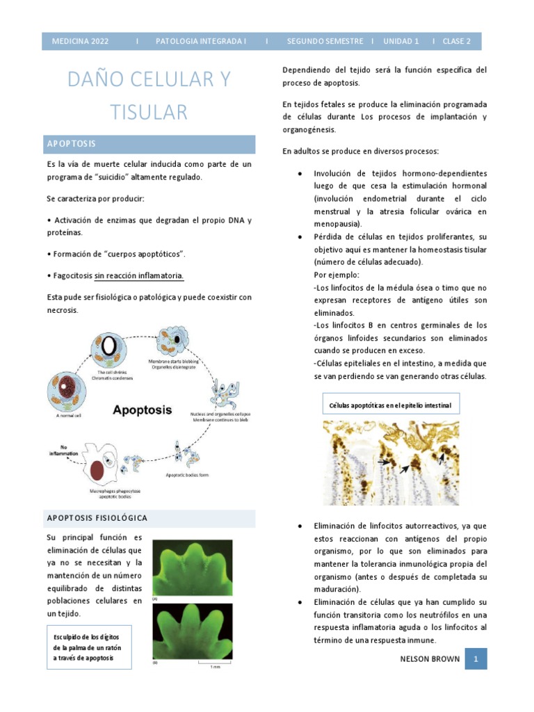 Tipeo Clase 2 U1 Pato - 220902 - 115520 | PDF | Apoptosis | Bcl 2