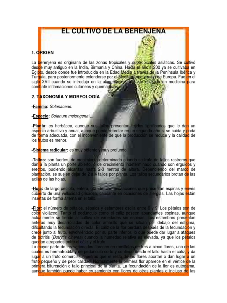 El Cultivo De La Berenjena Pdf