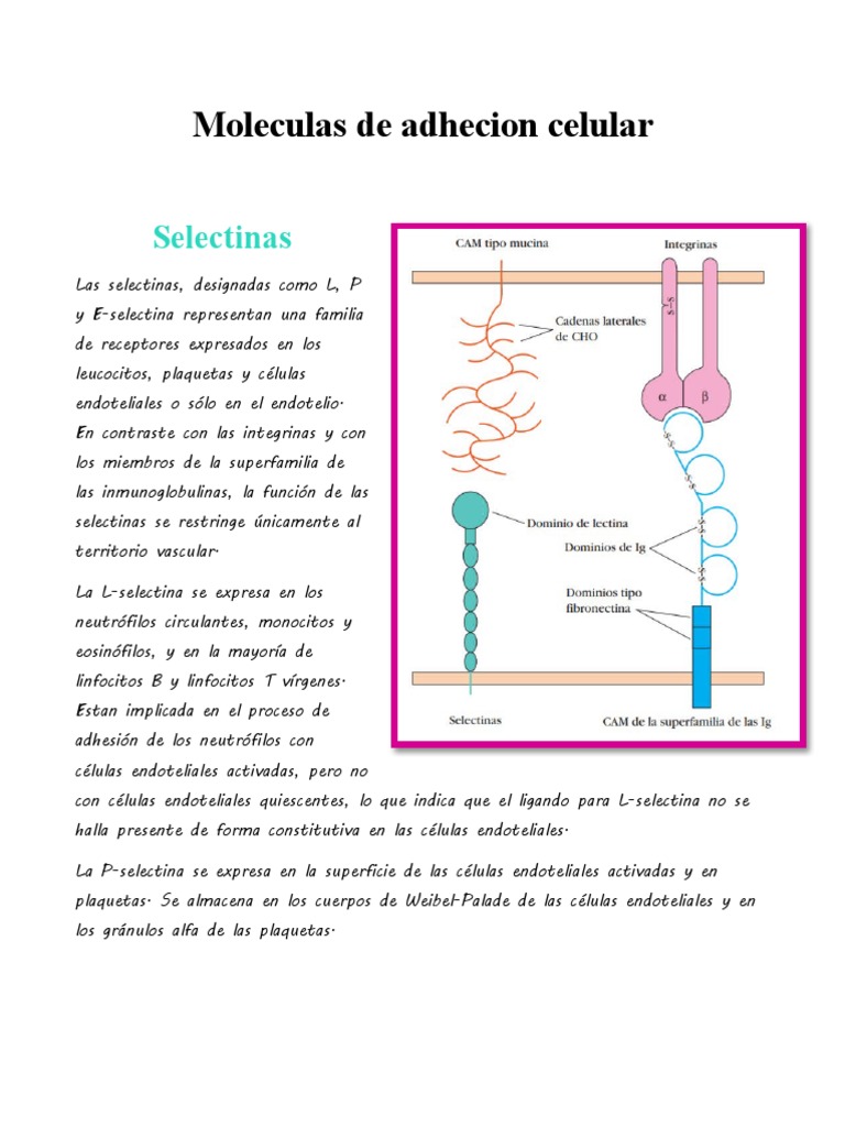 Función de selectinas e integrinas | PDF | Integrina | Inmunología
