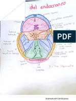 Esquema orificios base del endocraneo y 