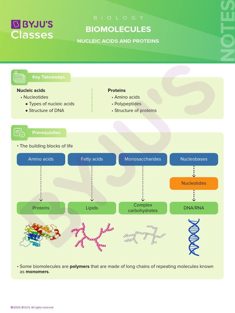 Biomolecules Nucleic Acids and Proteins PDF Nucleotides Nucleic