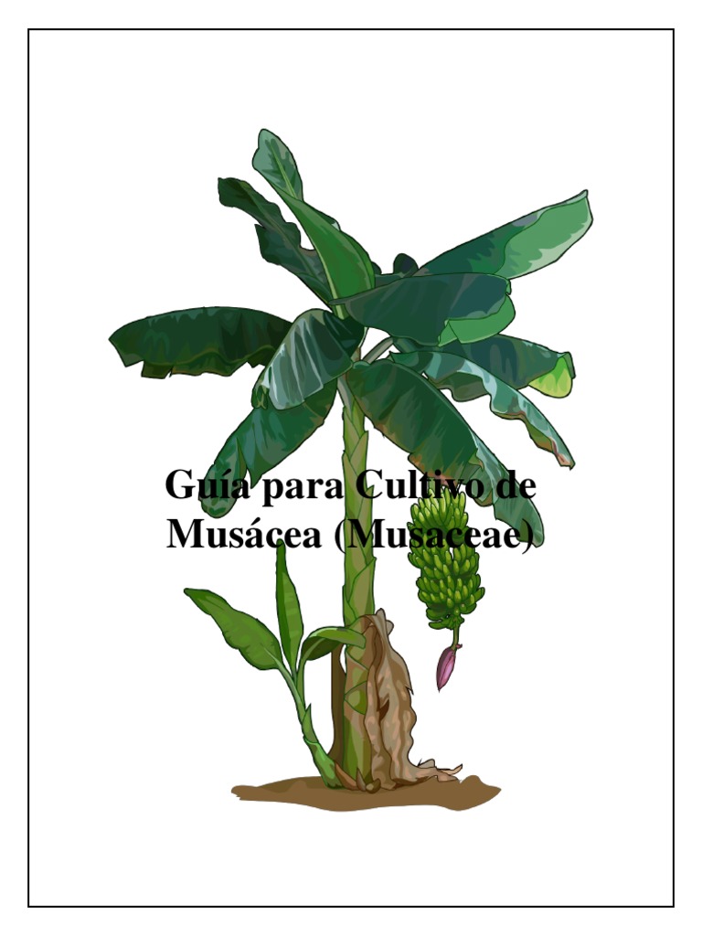 Guía Práctica para Cultivar Musáceas | PDF | Fertilizante | Hoja