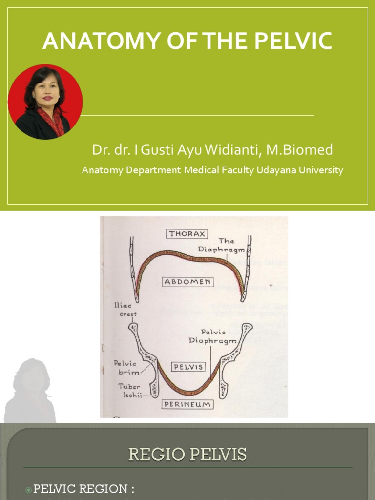 Anatomy of The Pelvic Biology Diagrams