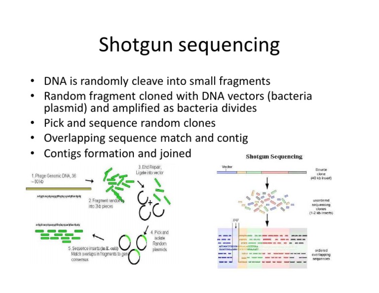 Shotgun Sequencing | PDF
