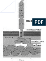 membrane16