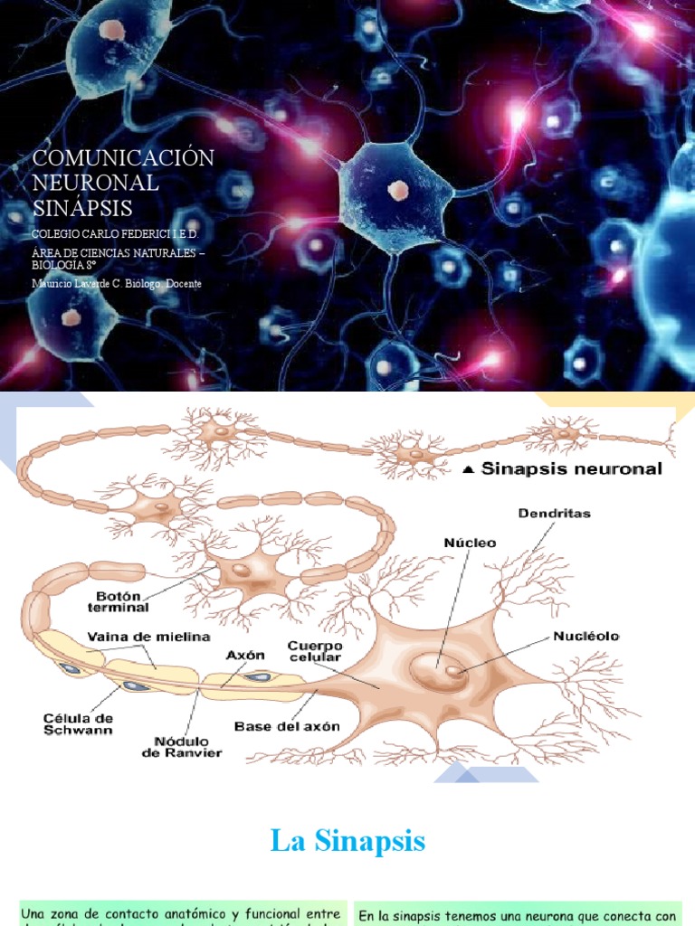 Tipos de Sinapsis Neuronal: Eléctrica y Química | PDF