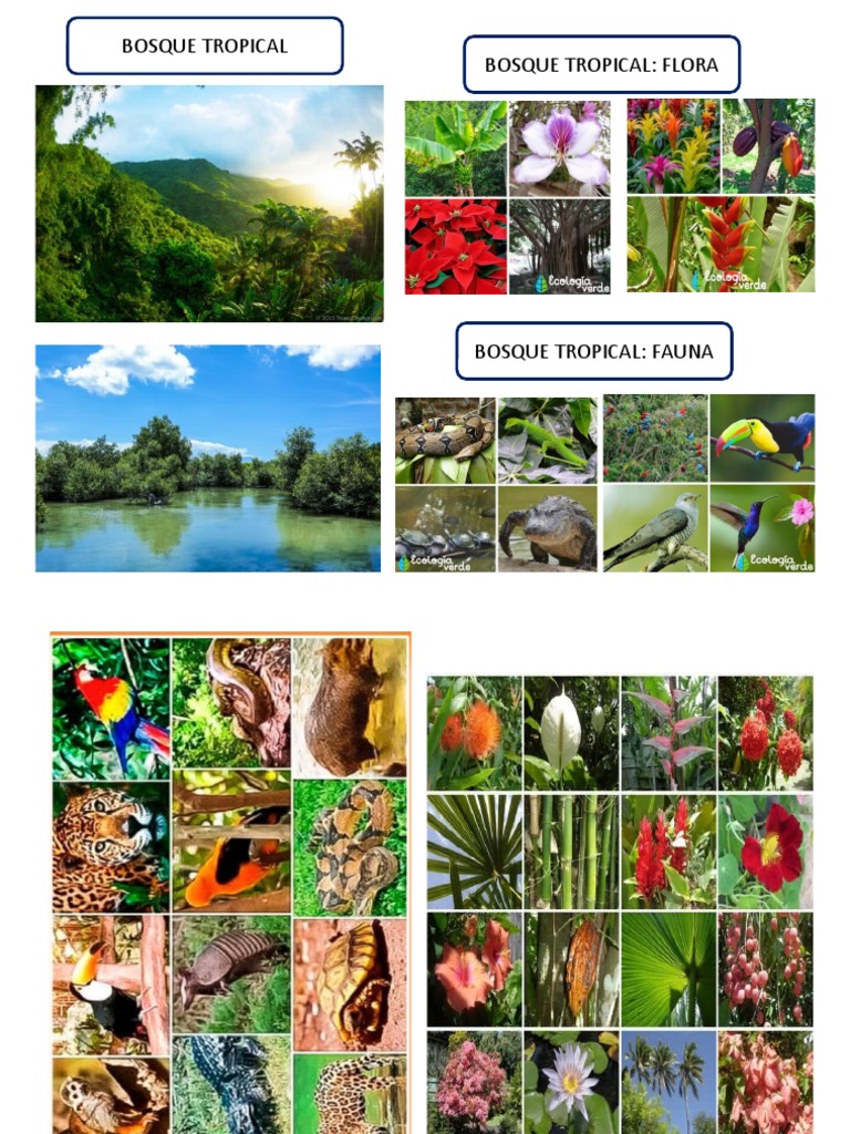 Bosque Tropical Flora y Fauna | PDF