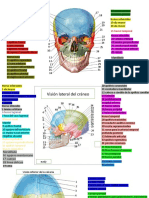 Visión anatómica del cráneo en