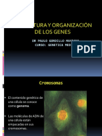 3.estructura y Organizacion de Los Genes DR Gordillo