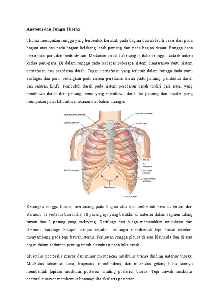 Anatomi dan Fungsi Thorax dan Abdomen | PDF