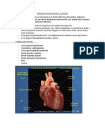 Aparato Cardiovascular Corazón