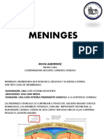 MENINGES