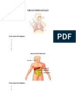 Organ Pernafasan, Peredaran Darah, Pencernaan