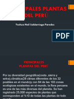 Principales Plantas Del Perú n'6