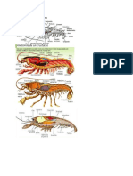 Estructura Interna de Crustaceos