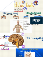 Hệ Thần Kinh ?