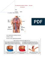 APARATO CARDIOCIRCULATORIO Y SISTEMAVASCULAR Tema 7