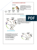 Las Relaciones de Alimentación