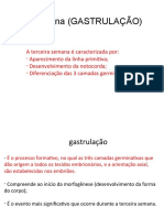 3a semana gastrulação formação camadas germinativas