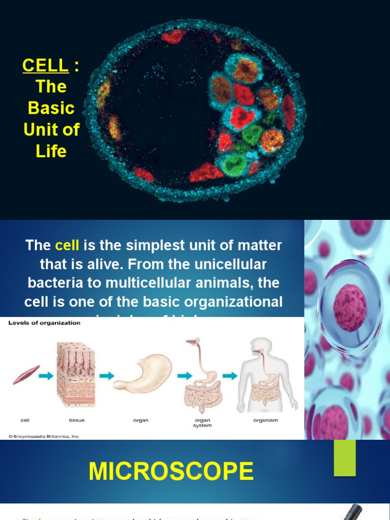 Cell The Basic Unit of Life 1 | PDF | Cell (Biology) | Cell Nucleus