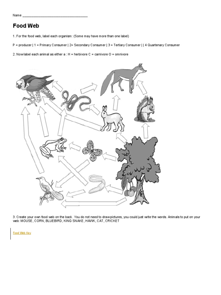 Food Web | PDF
