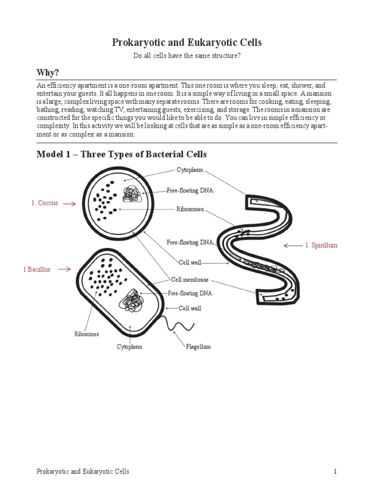 Prokaryotic vs Eukaryotic Cells Explained | PDF | Cell (Biology ...