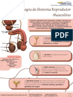 Morfologia Do Sistema Reprodutor Masculino