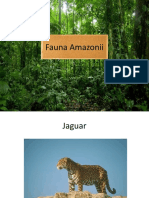 Fauna Amazonii