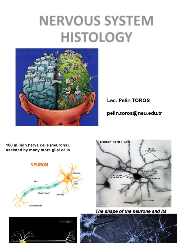 Central Nervous System | PDF | Cerebrospinal Fluid | Central Nervous System