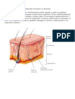 Corpúsculos de La Piel y Sus Funciones