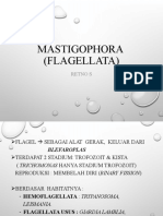 P8. Mastigohpora