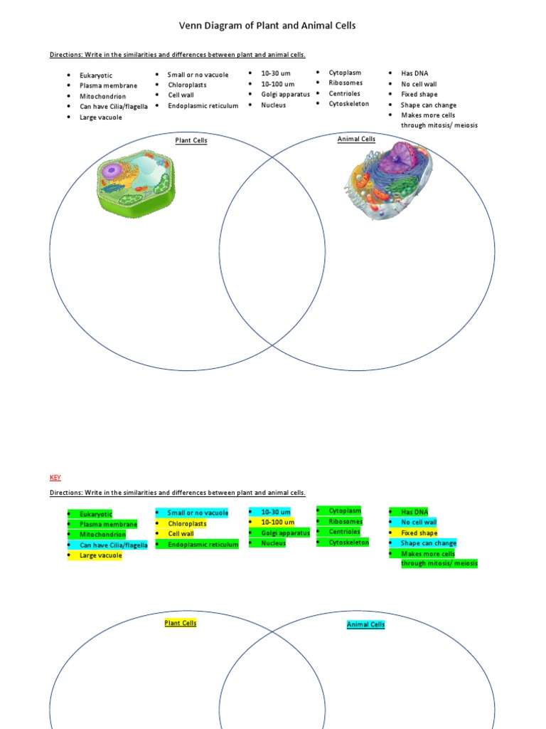 Animal Plant Cell Worksheet | PDF
