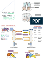 Desarrollo Del Tubo Neural