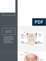 Anatomía y Función de la Región Labial | PDF | Labio | Anatomía humana