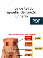 0 Caracteristicas Del Uroepitelio