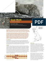 Goat Moth Species Factsheet