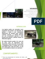 Tapir: Enfermedad de la línea blanca en especie silvestre