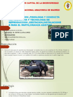 Reproducción y cuidado de crías de tapir en Madre de Dios