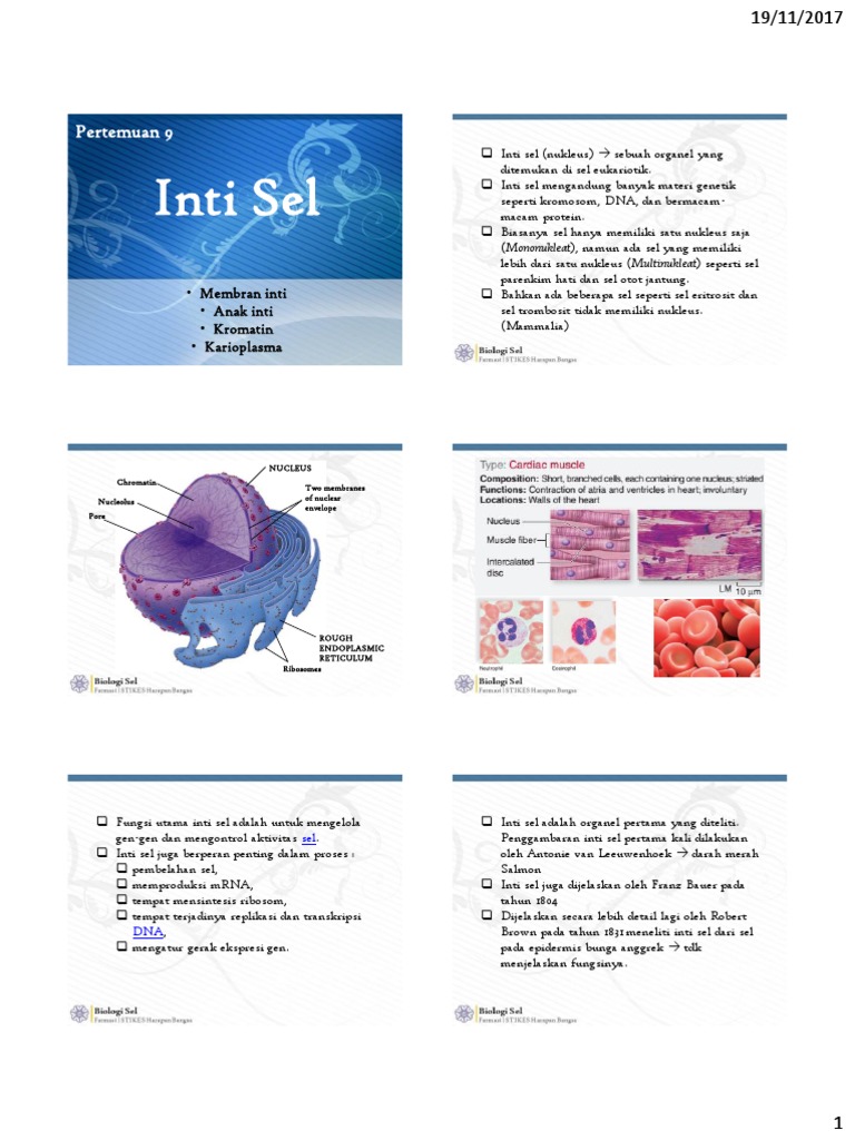 Fungsi dan Struktur Inti Sel Eukariotik | PDF