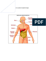 Tarea Aparato Digestivo