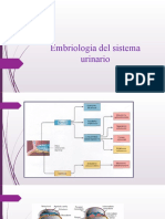 Embriologia Sistema Urinario Pediatria