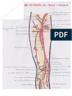Trabajo Dibujos Arterias Mmii